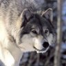 Lobo Gris ็ๅคดๅ