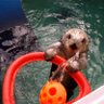 Otter's profile picture