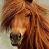 Jayna Pirolozzi's profile picture
