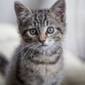 A kitten with a shovel's profile picture