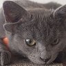 Profilbild von 友達は猫だけ