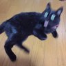 海猫's profile picture