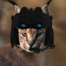 Profilbild von Whiskers
