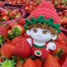달콤베리🍓's profile picture