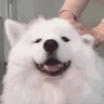 PikaJIN profil fotoğrafı