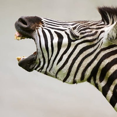bw_riot_'s profile picture