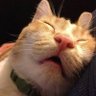 🐱 Cat 🐈‍⬛ Nap 🐈's profile picture