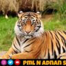 Profilbild von Muhammad Rashid