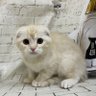 Фото профиля ポメっち&スコっち
