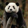 Profilbild von Jin Adam