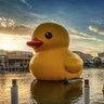 大海上的鴨仔's profile picture