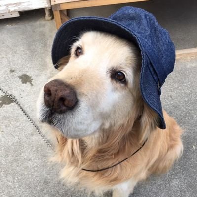 mocodayori's profile picture