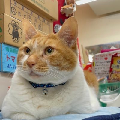 Mei-chan@ããã¡ããã¯ãšããã³ããã£ãšçœ®ããŸãã's profile picture
