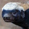 Badger🦡 profil fotoğrafı
