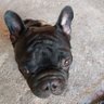 Bruticus's profile picture