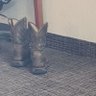 Wabbit's profile picture