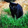 gatopreto profil fotoğrafı