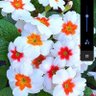 استاد عبیدالله سید profil fotoğrafı