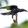 Фото профиля Corvus Chick