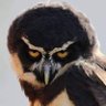 Eman Alzawhra's profile picture