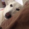 Hamilton S's profile picture