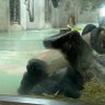 Western gorilla_ 的头像