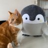 Profilbild von いな_あきねこ