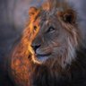 Excellence's profile picture