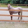 Roan Mare's profile picture