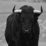 雄牛🐃 profil fotoğrafı