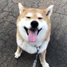 Shin.FF profil fotoğrafı