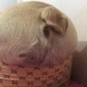 the dogs arse's profile picture