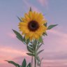 kagomeisback profil fotoğrafı