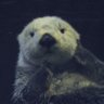 Profilbild von 摔角神父