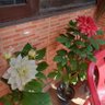 deepika roy choudhur's profile picture