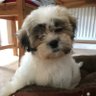 Zuchon Pup 的头像