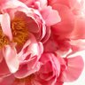 Profilbild von peony