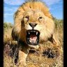 Profilbild von ابوعبدالله