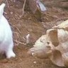 RabbitofCaerbannog 的头像