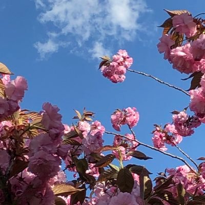 桜🌸's profile picture
