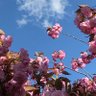 桜🌸 的头像