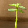 GreenShoot🫧 的头像