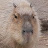 カピさん 的头像