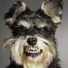 Озвірів's profile picture