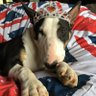 Profilbild von RegalPuppynessQueenie 🇦🇺🇬🇧👑👑👑👑