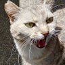 歩く猫's profile picture