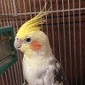 Фото профиля ピーちゃん