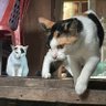 😸แมวขี้เกียจ😽 profil fotoğrafı