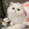 不可能吧's profile picture