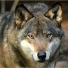 Profilbild von Crazy Wolf